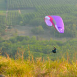 EONA 4 Farben Lilac in Flug
